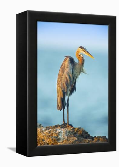 Mexico, Yucatan. Great Blue Heron, Ardea Herodias, Standing on Coastal Rocks in Warm Light-David Slater-Framed Premier Image Canvas