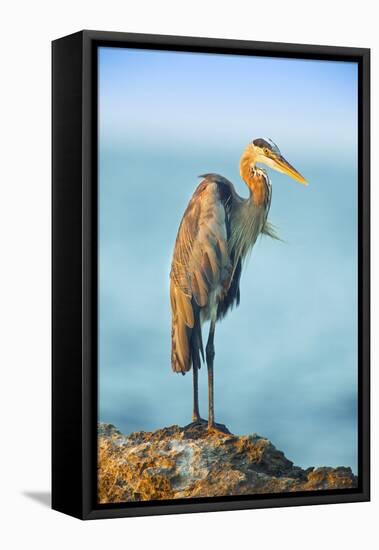 Mexico, Yucatan. Great Blue Heron, Ardea Herodias, Standing on Coastal Rocks in Warm Light-David Slater-Framed Premier Image Canvas
