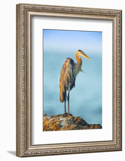 Mexico, Yucatan. Great Blue Heron, Ardea Herodias, Standing on Coastal Rocks in Warm Light-David Slater-Framed Photographic Print