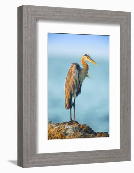 Mexico, Yucatan. Great Blue Heron, Ardea Herodias, Standing on Coastal Rocks in Warm Light-David Slater-Framed Photographic Print