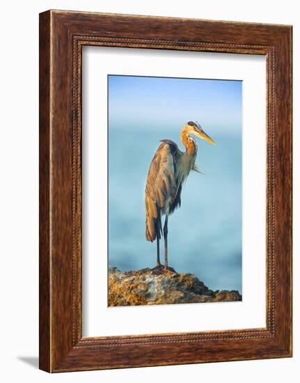 Mexico, Yucatan. Great Blue Heron, Ardea Herodias, Standing on Coastal Rocks in Warm Light-David Slater-Framed Photographic Print