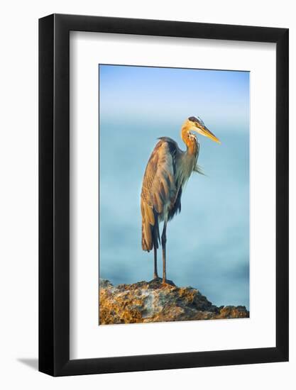 Mexico, Yucatan. Great Blue Heron, Ardea Herodias, Standing on Coastal Rocks in Warm Light-David Slater-Framed Photographic Print