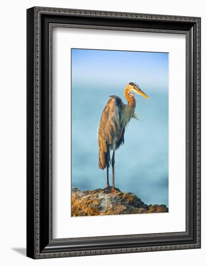 Mexico, Yucatan. Great Blue Heron, Ardea Herodias, Standing on Coastal Rocks in Warm Light-David Slater-Framed Photographic Print