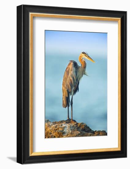 Mexico, Yucatan. Great Blue Heron, Ardea Herodias, Standing on Coastal Rocks in Warm Light-David Slater-Framed Photographic Print