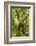 Mexico, Yucatan. Spider Monkey, Adult Climbing Tree-David Slater-Framed Photographic Print