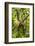 Mexico, Yucatan. Spider Monkey, Adult Climbing Tree-David Slater-Framed Photographic Print