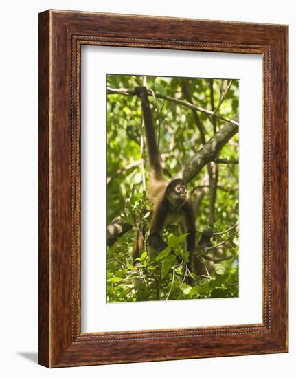 Mexico, Yucatan. Spider Monkey, Adult Climbing Tree-David Slater-Framed Photographic Print