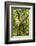 Mexico, Yucatan. Spider Monkey, Adult Climbing Tree-David Slater-Framed Photographic Print