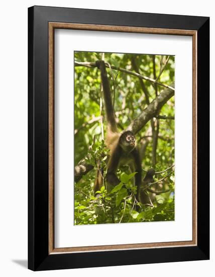 Mexico, Yucatan. Spider Monkey, Adult Climbing Tree-David Slater-Framed Photographic Print