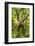 Mexico, Yucatan. Spider Monkey, Adult Climbing Tree-David Slater-Framed Photographic Print