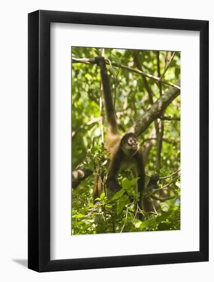 Mexico, Yucatan. Spider Monkey, Adult Climbing Tree-David Slater-Framed Photographic Print