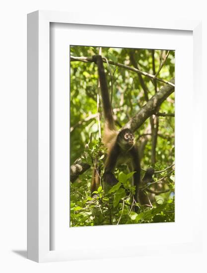 Mexico, Yucatan. Spider Monkey, Adult Climbing Tree-David Slater-Framed Photographic Print