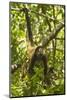 Mexico, Yucatan. Spider Monkey, Adult Climbing Tree-David Slater-Mounted Photographic Print