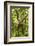 Mexico, Yucatan. Spider Monkey, Adult Climbing Tree-David Slater-Framed Photographic Print