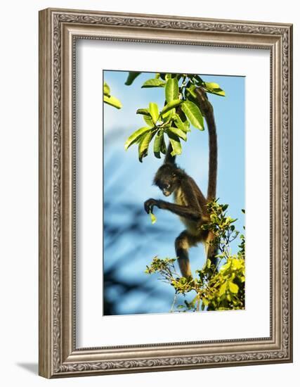 Mexico, Yucatan. Spider Monkey, Adult in Tree Curious About a Leaf-David Slater-Framed Photographic Print