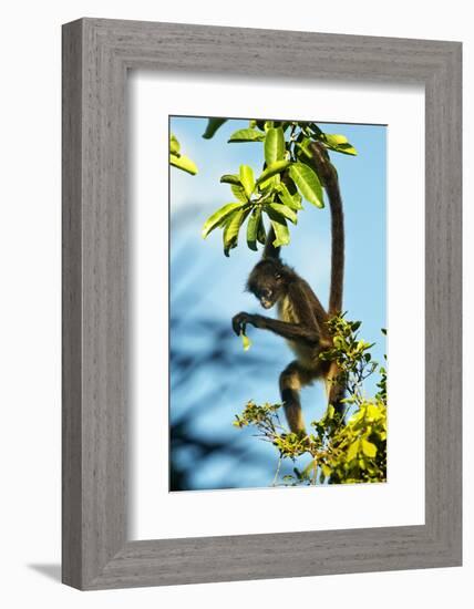 Mexico, Yucatan. Spider Monkey, Adult in Tree Curious About a Leaf-David Slater-Framed Photographic Print