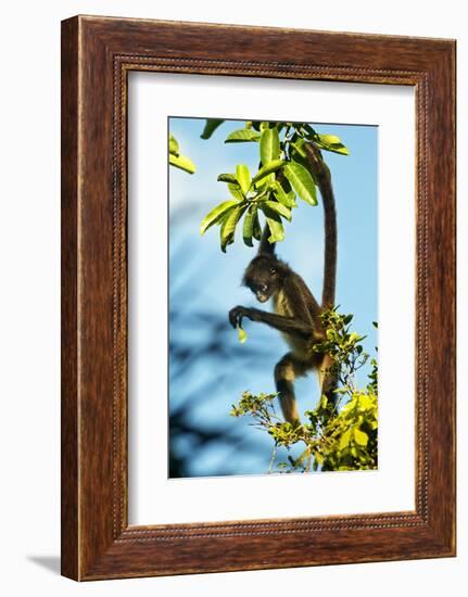 Mexico, Yucatan. Spider Monkey, Adult in Tree Curious About a Leaf-David Slater-Framed Photographic Print