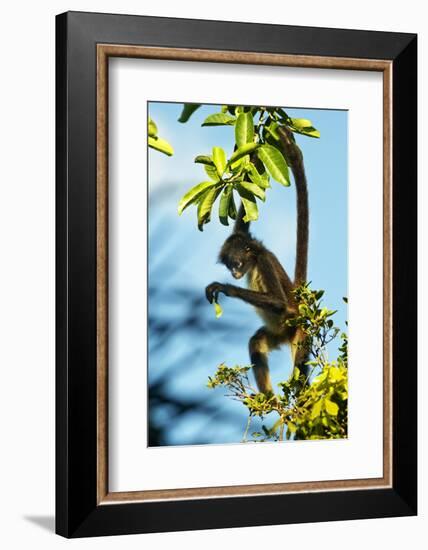 Mexico, Yucatan. Spider Monkey, Adult in Tree Curious About a Leaf-David Slater-Framed Photographic Print