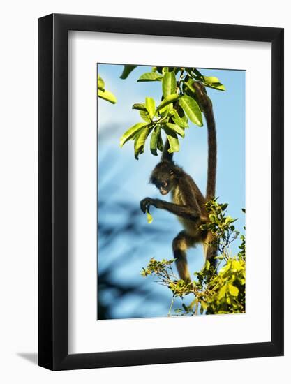 Mexico, Yucatan. Spider Monkey, Adult in Tree Curious About a Leaf-David Slater-Framed Photographic Print