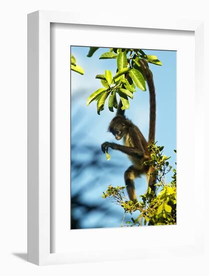 Mexico, Yucatan. Spider Monkey, Adult in Tree Curious About a Leaf-David Slater-Framed Photographic Print