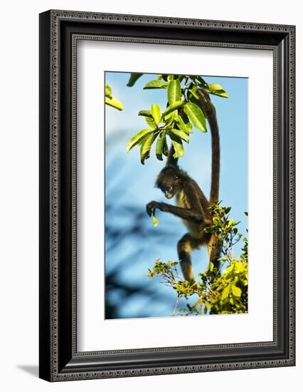 Mexico, Yucatan. Spider Monkey, Adult in Tree Curious About a Leaf-David Slater-Framed Photographic Print