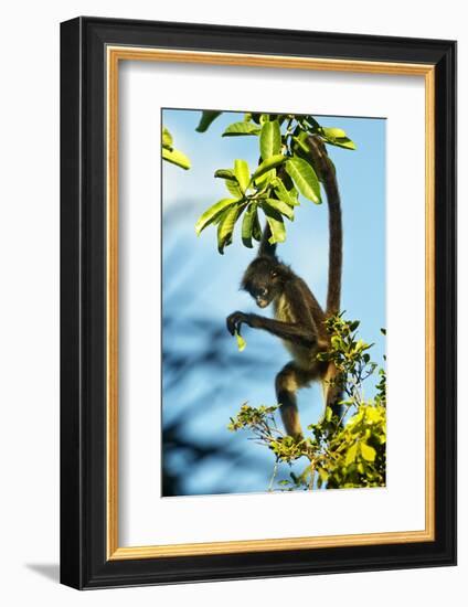 Mexico, Yucatan. Spider Monkey, Adult in Tree Curious About a Leaf-David Slater-Framed Photographic Print