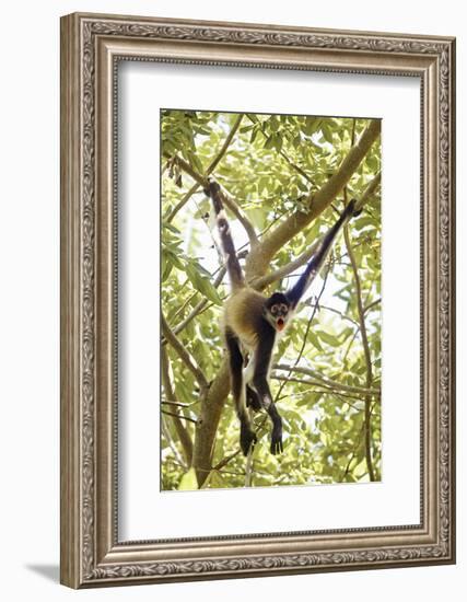 Mexico, Yucatan. Spider Monkey, Adult in Tree Sticking Out Tongue-David Slater-Framed Photographic Print