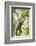 Mexico, Yucatan. Spider Monkey, Adult in Tree Sticking Out Tongue-David Slater-Framed Photographic Print