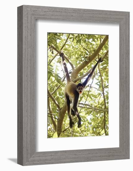 Mexico, Yucatan. Spider Monkey, Adult in Tree Sticking Out Tongue-David Slater-Framed Photographic Print