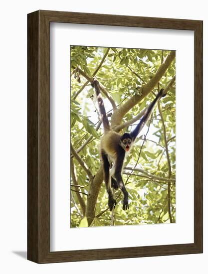 Mexico, Yucatan. Spider Monkey, Adult in Tree Sticking Out Tongue-David Slater-Framed Photographic Print