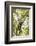 Mexico, Yucatan. Spider Monkey, Adult in Tree Sticking Out Tongue-David Slater-Framed Photographic Print