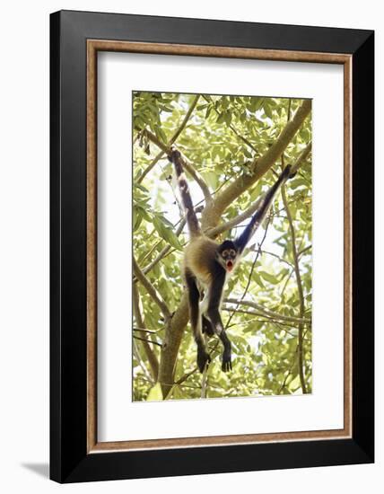 Mexico, Yucatan. Spider Monkey, Adult in Tree Sticking Out Tongue-David Slater-Framed Photographic Print