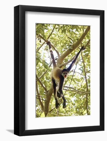 Mexico, Yucatan. Spider Monkey, Adult in Tree Sticking Out Tongue-David Slater-Framed Photographic Print