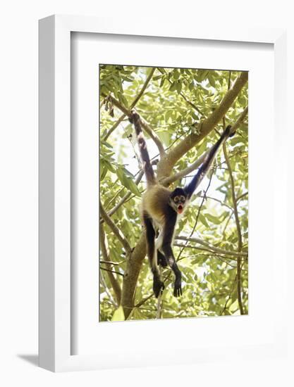 Mexico, Yucatan. Spider Monkey, Adult in Tree Sticking Out Tongue-David Slater-Framed Photographic Print