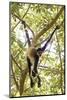 Mexico, Yucatan. Spider Monkey, Adult in Tree Sticking Out Tongue-David Slater-Mounted Photographic Print