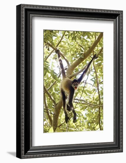 Mexico, Yucatan. Spider Monkey, Adult in Tree Sticking Out Tongue-David Slater-Framed Photographic Print