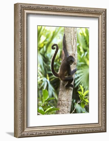 Mexico, Yucatan. Spider Monkey, Adult in Tree-David Slater-Framed Photographic Print