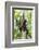 Mexico, Yucatan. Spider Monkey, Adult in Tree-David Slater-Framed Photographic Print