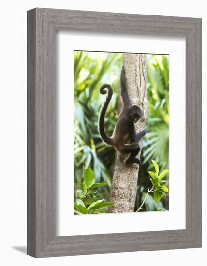 Mexico, Yucatan. Spider Monkey, Adult in Tree-David Slater-Framed Photographic Print