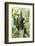Mexico, Yucatan. Spider Monkey, Adult in Tree-David Slater-Framed Photographic Print