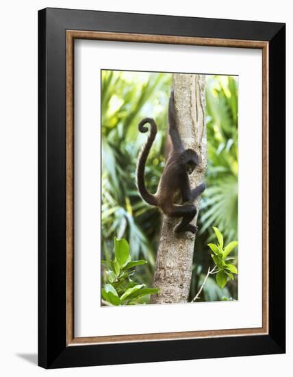 Mexico, Yucatan. Spider Monkey, Adult in Tree-David Slater-Framed Photographic Print