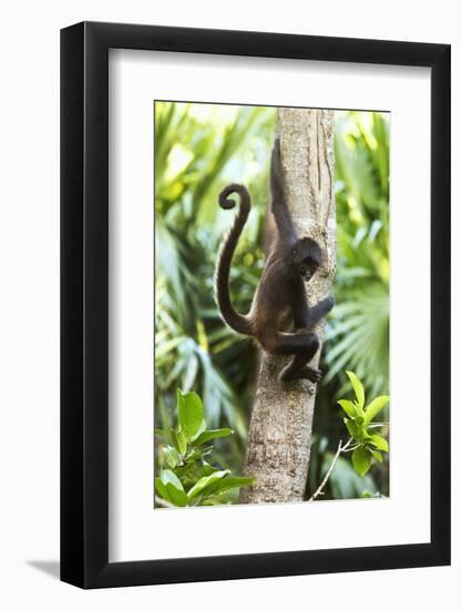 Mexico, Yucatan. Spider Monkey, Adult in Tree-David Slater-Framed Photographic Print