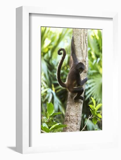 Mexico, Yucatan. Spider Monkey, Adult in Tree-David Slater-Framed Photographic Print