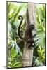 Mexico, Yucatan. Spider Monkey, Adult in Tree-David Slater-Mounted Photographic Print