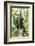 Mexico, Yucatan. Spider Monkey, Adult in Tree-David Slater-Framed Photographic Print