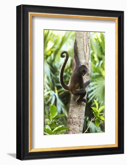 Mexico, Yucatan. Spider Monkey, Adult in Tree-David Slater-Framed Photographic Print