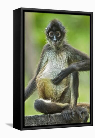 Mexico, Yucatan. Spider Monkey, Adult Scratching-David Slater-Framed Premier Image Canvas