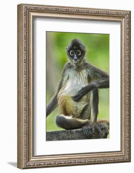 Mexico, Yucatan. Spider Monkey, Adult Scratching-David Slater-Framed Photographic Print