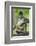 Mexico, Yucatan. Spider Monkey, Adult Scratching-David Slater-Framed Photographic Print