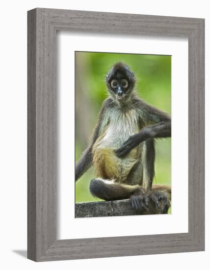 Mexico, Yucatan. Spider Monkey, Adult Scratching-David Slater-Framed Photographic Print